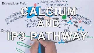 Calcium amp IP3 Pathway [upl. by Ahsilem]