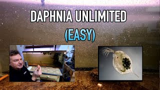 How I Raise Daphnia Water Fleas And You Can Too [upl. by Leunad]