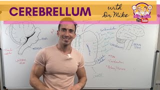 The Cerebellum [upl. by Ais]