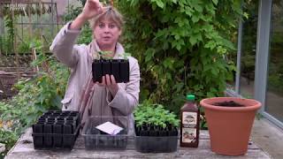 How to Sow Sweet Peas [upl. by Martsen159]