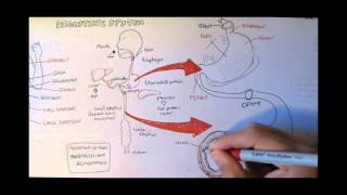 Digestive System Anatomy [upl. by Namsu]