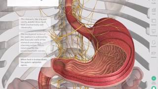 The GastroIntestinal Tract  Complete Anatomy [upl. by Davison]