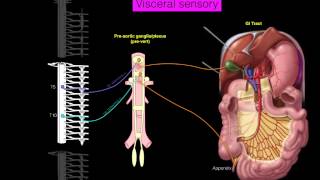 Sympathetics GI [upl. by Kinnard]