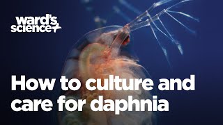 Caring and Culturing for Daphnia [upl. by Ahsemaj830]