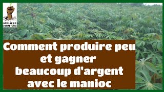 Comment gagner beaucoup dargent avec la culture du manioc sur des petites superficies [upl. by Anawek]