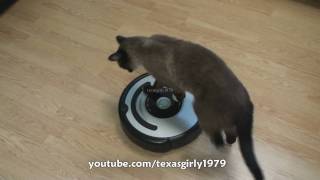 Cat shows HOW TO use iRobot Roomba Vacuum [upl. by Nylimaj950]