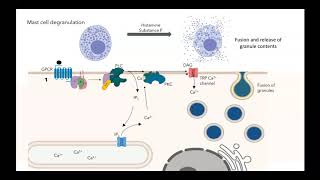 GPCR IP3 DAG pathway [upl. by Primaveras]