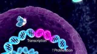 The HER Signaling Pathway [upl. by Botti]