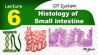 6Histology of Small intestineGIT [upl. by Willamina]