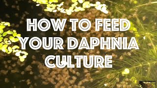 How To Feed Your Daphnia Culture [upl. by Edge539]