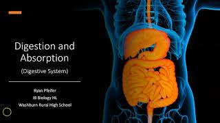 Digestion and Absorption  Digestive System [upl. by Ayotal]