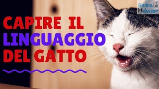 COME CAPIRE LA LINGUA DEI GATTI [upl. by Leilani]