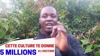 cette culture te donne plus de 5 millions 😲 sur un hectares [upl. by Madea]