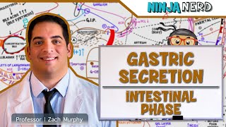 Gastrointestinal  Gastric Secretion The Intestinal Phase [upl. by Nalid]