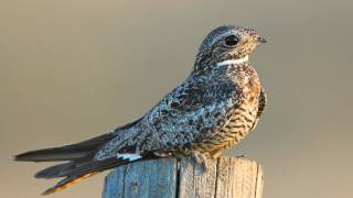 Voices Common Nighthawk [upl. by Adirf]