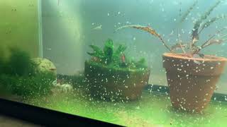 Daphnia Culturing Snails or no snails [upl. by Brick524]