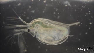 Daphnia magna under the Microscope [upl. by Esoranna]