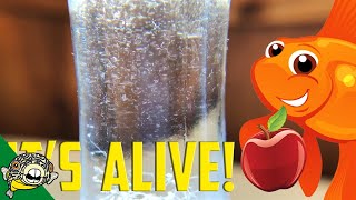 How to culture Vinegar Eels The EASY Way Live Fish Food [upl. by Ajit]