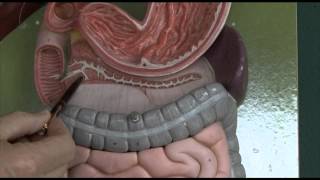 Anatomy 6 Gastrointestinal tract [upl. by Aihsal]