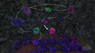 Glycolysis  HHMI BioInteractive Video [upl. by Monroe]