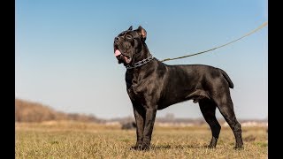 Cane Corso  Great Italian Mastiff [upl. by Tien826]