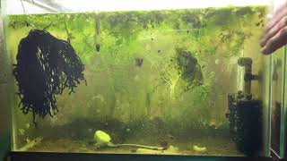 Scuds Daphnia Cherry Shrimp Copepods My aquatic food culture [upl. by Saddler]