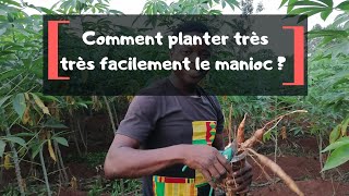 Comment planter très facilement le manioc [upl. by Animor]