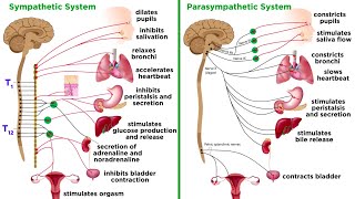 The Autonomic Nervous System Sympathetic and Parasympathetic Divisions [upl. by Demott735]