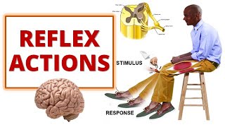 REFLEX ACTIONS Cranial and Spinal Reflexes [upl. by Iviv]