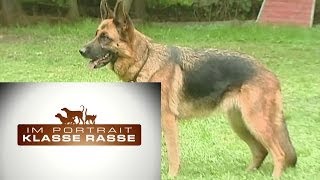 Deutscher Schäferhund [upl. by Cowie271]