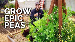 How to Grow Peas From Seed to Harvest [upl. by Lareine590]