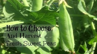 How to Harvest Fresh Sweet Peas [upl. by Vitkun]