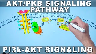 AKTPKB Signaling Pathway  PI3k Signaling [upl. by Eronaele]