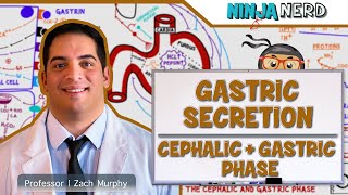 Gastrointestinal  Gastric Secretion The Cephalic amp Gastric Phase [upl. by Vincelette]