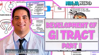 Gastrointestinal  Development amp Embryology of the GI Tract Part 2 [upl. by Corneille108]