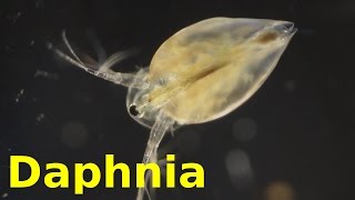 Daphnia [upl. by Catton]