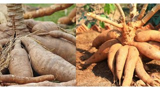 Comment faire pousser du manioc pour une récolte rapide et un rendement optimal [upl. by Ger851]