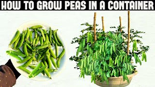 How To Grow Peas in Containers  SEED TO HARVEST [upl. by Icnan982]