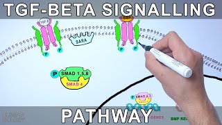 TGF Beta Signalling Pathway [upl. by Adnylam705]