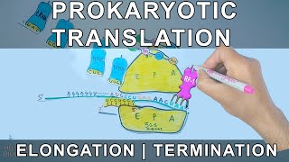 Prokaryotic Translation  Elongation and Termination [upl. by Valerlan]