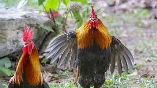 Gallos cantando llamar la atención de las gallinas [upl. by Greggs222]