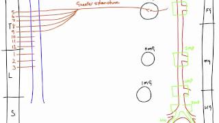 Autonomic Nerves of the Abdomen [upl. by Huberty]