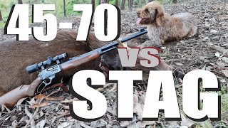 LEVER ACTION 4570 VS Sambar STAG [upl. by Georgeanna186]