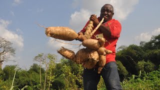 Le manioc  700 000000 la technique de production [upl. by Corina]