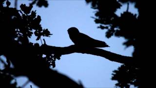 Nightjar calling [upl. by Oreste]