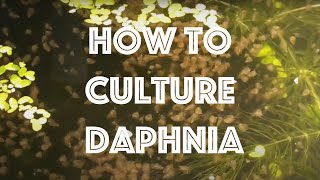 How To Culture Daphnia Magna [upl. by Namrac]