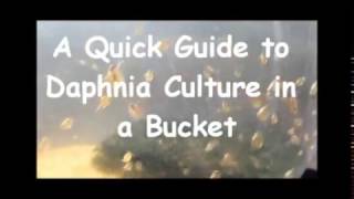 How to culture daphnia outside [upl. by Annim]