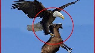 Giant Eagle throws a Goat alive from the sky  Eagle vs Goat [upl. by Atilehs812]