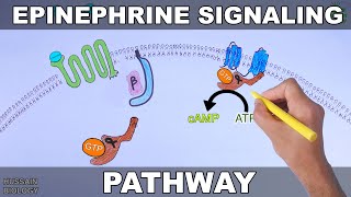 Epinephrine Signaling Pathway [upl. by Adnical]