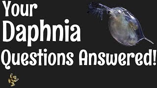 Daphnia Questions Answered [upl. by Francie]